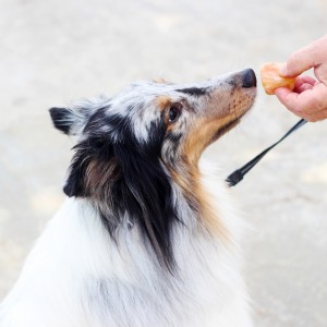 Puppy Ice Pops